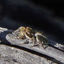 Image of Habronattus elegans (Peckham & Peckham 1901)