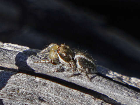 Image of Habronattus elegans (Peckham & Peckham 1901)