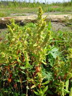 Imagem de Rumex persicarioides L.