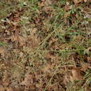 Image of tumble lovegrass