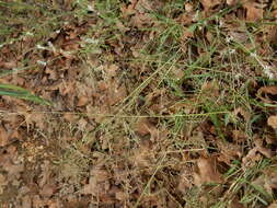 Image of tumble lovegrass