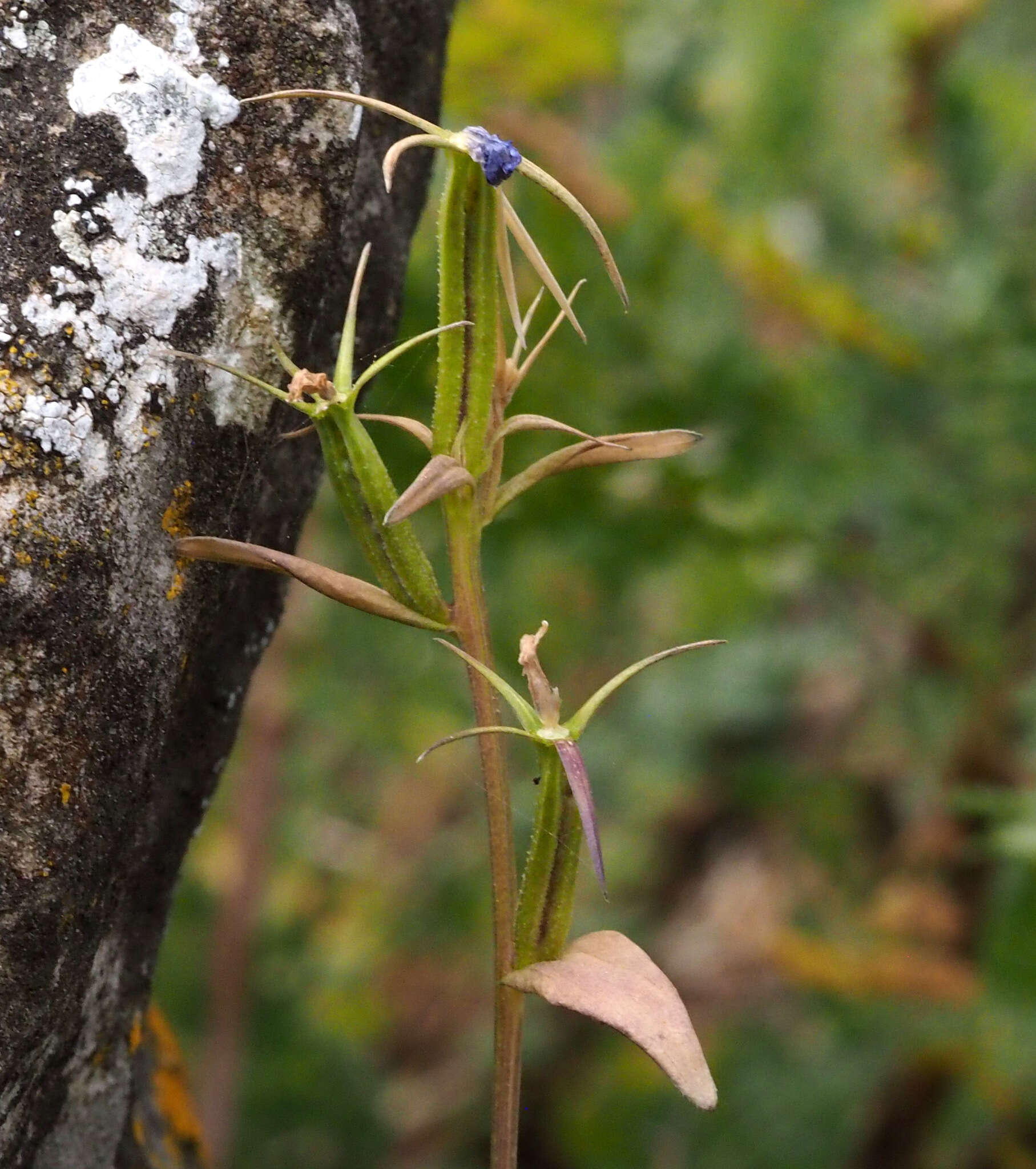 Image of Legousia falcata (Ten.) Fritsch ex Janch.