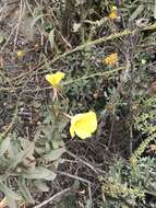 Image of Hooker's evening primrose