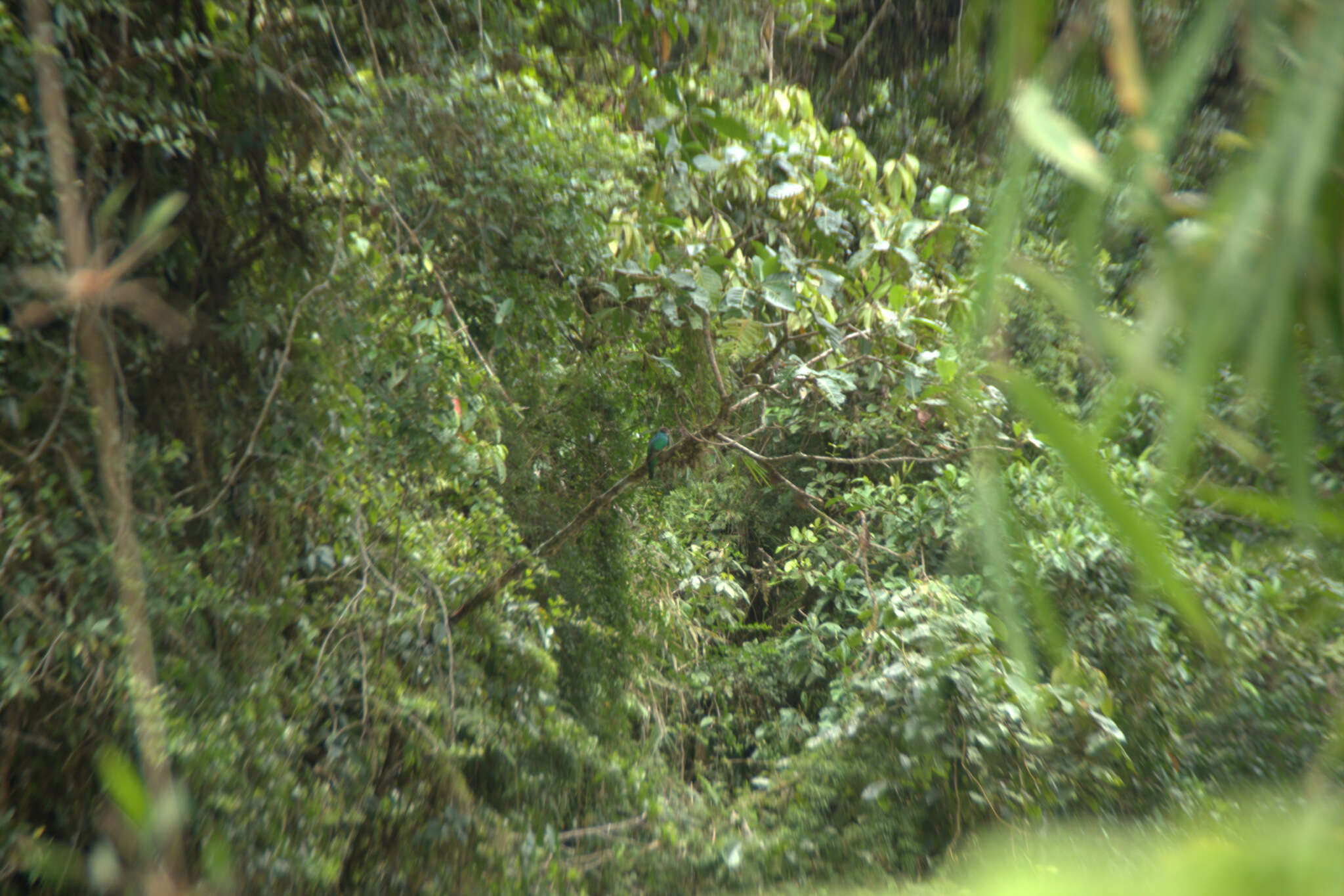 Image of Crested Quetzal