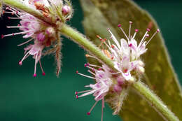 Image of Mentha spicata subsp. condensata (Briq.) Greuter & Burdet