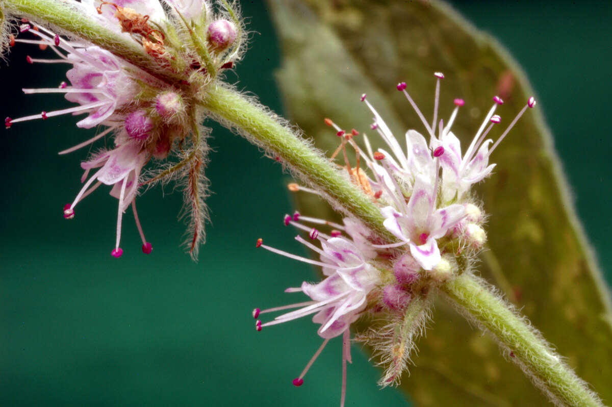 Imagem de Mentha spicata subsp. condensata (Briq.) Greuter & Burdet