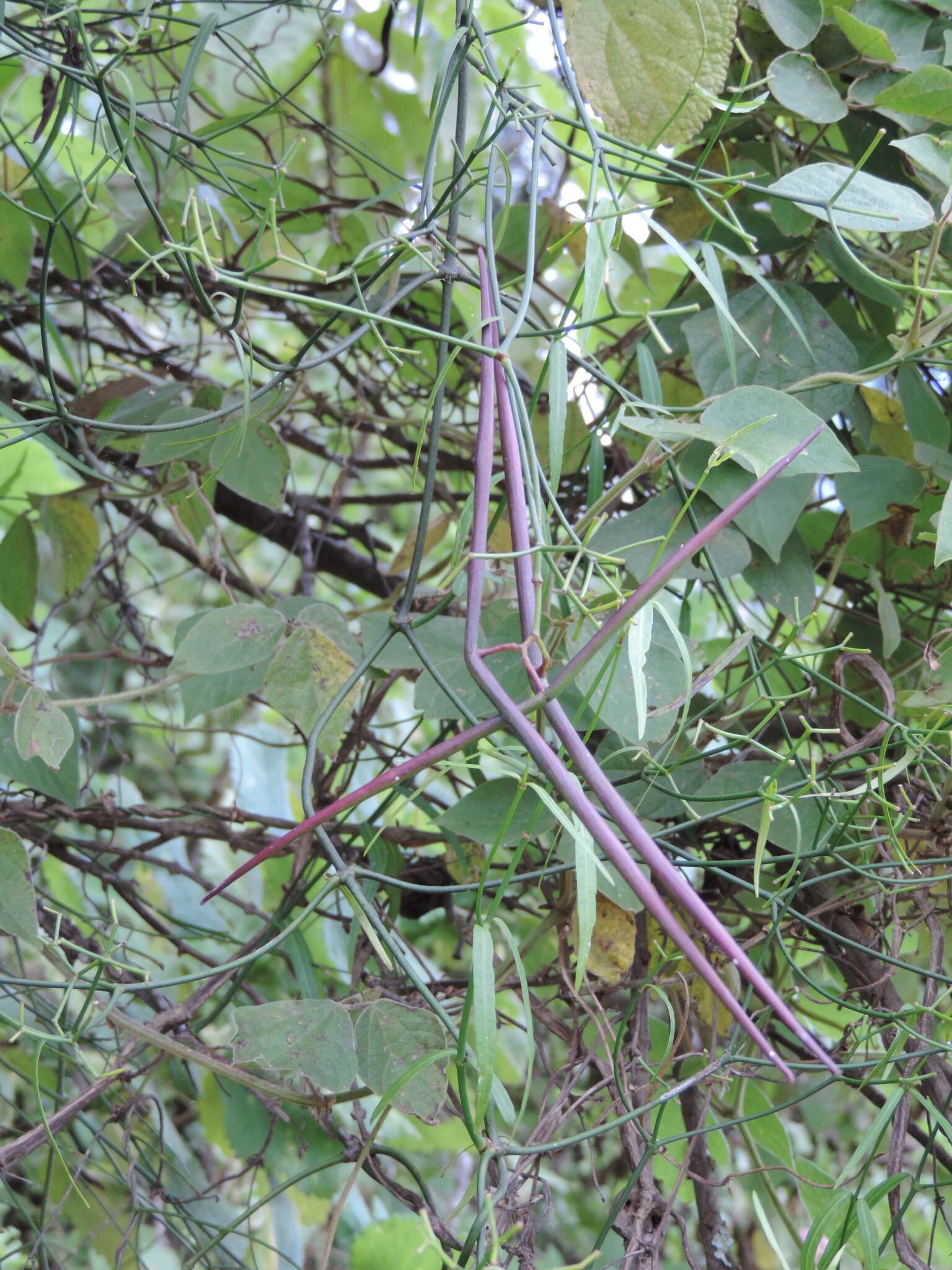 Sivun Periploca linearifolia Dillon & A. Rich. kuva