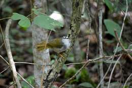 Image of White-striped Warbler