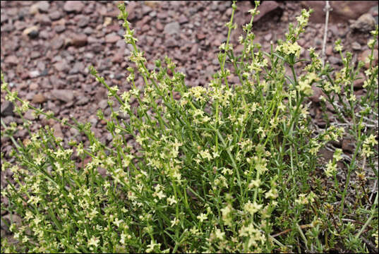 Sivun Galium gaudichaudii DC. kuva