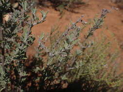 Image of Ocimum burchellianum Benth.