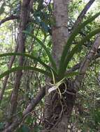 Image de Angraecum praestans Schltr.