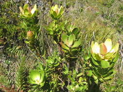 Plancia ëd Leucadendron strobilinum (L.) Druce