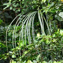 Image of Aechmea longifolia (Rudge) L. B. Sm. & M. A. Spencer
