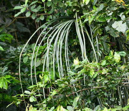 Aechmea longifolia (Rudge) L. B. Sm. & M. A. Spencer的圖片