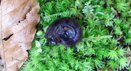 Helisoma anceps (Menke 1830) resmi