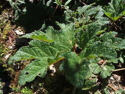 Image of Gunnera talamancana H. Weber & Mora