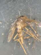 Imagem de <i>Aedes fulvus pallens</i> Ross