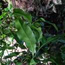 صورة Lithocarpus hancei (Benth.) Rehder