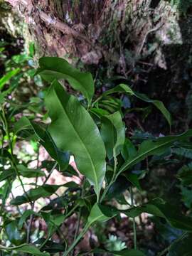 Image of Lithocarpus hancei (Benth.) Rehder