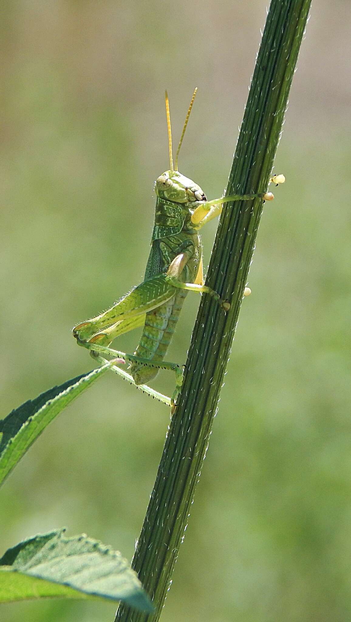 Слика од Campylacantha olivacea (Scudder & S. H. 1875)