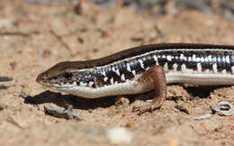 Image of Karoo Plated Lizard