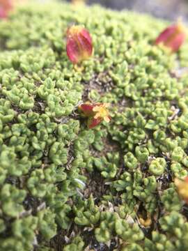 Image of Azorella valentini