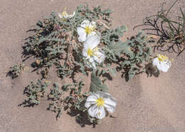 Imagem de Oenothera deltoides subsp. piperi (Munz) W. Klein