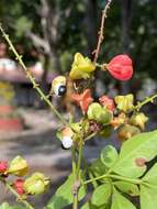 Слика од Paullinia weinmanniifolia Mart.