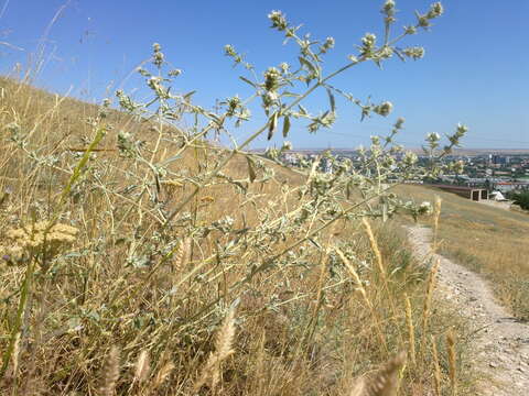 Image of horehound