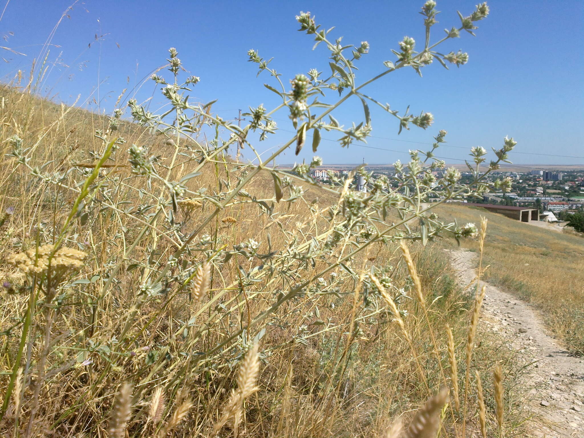 Image of horehound