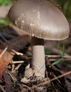 Image of Amanita cheelii P. M. Kirk 2013