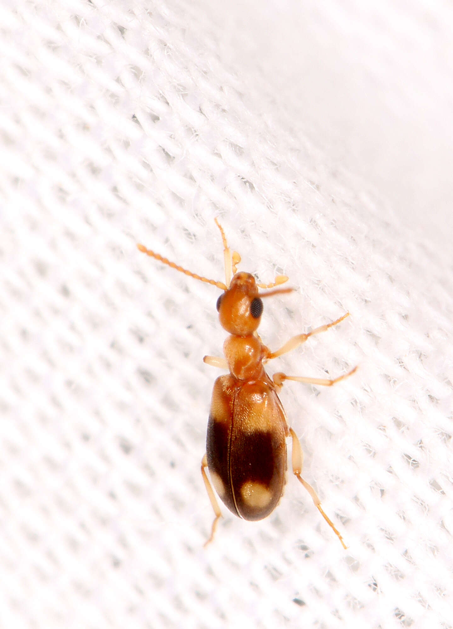 Image of Antlike flower beetle