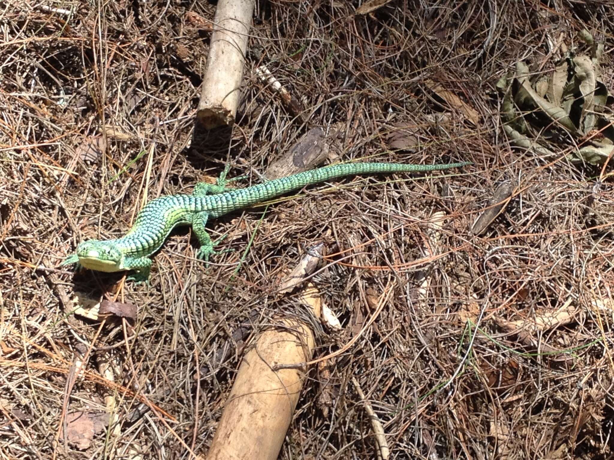 Слика од Abronia graminea (Cope 1864)