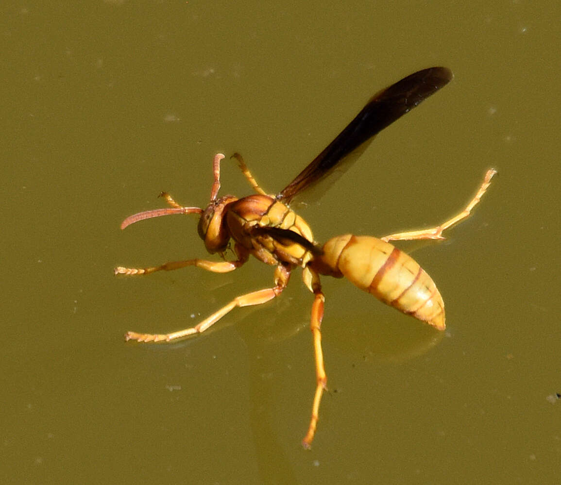 Слика од Polistes flavus Cresson 1868