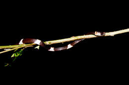 Image of American Snail-eater