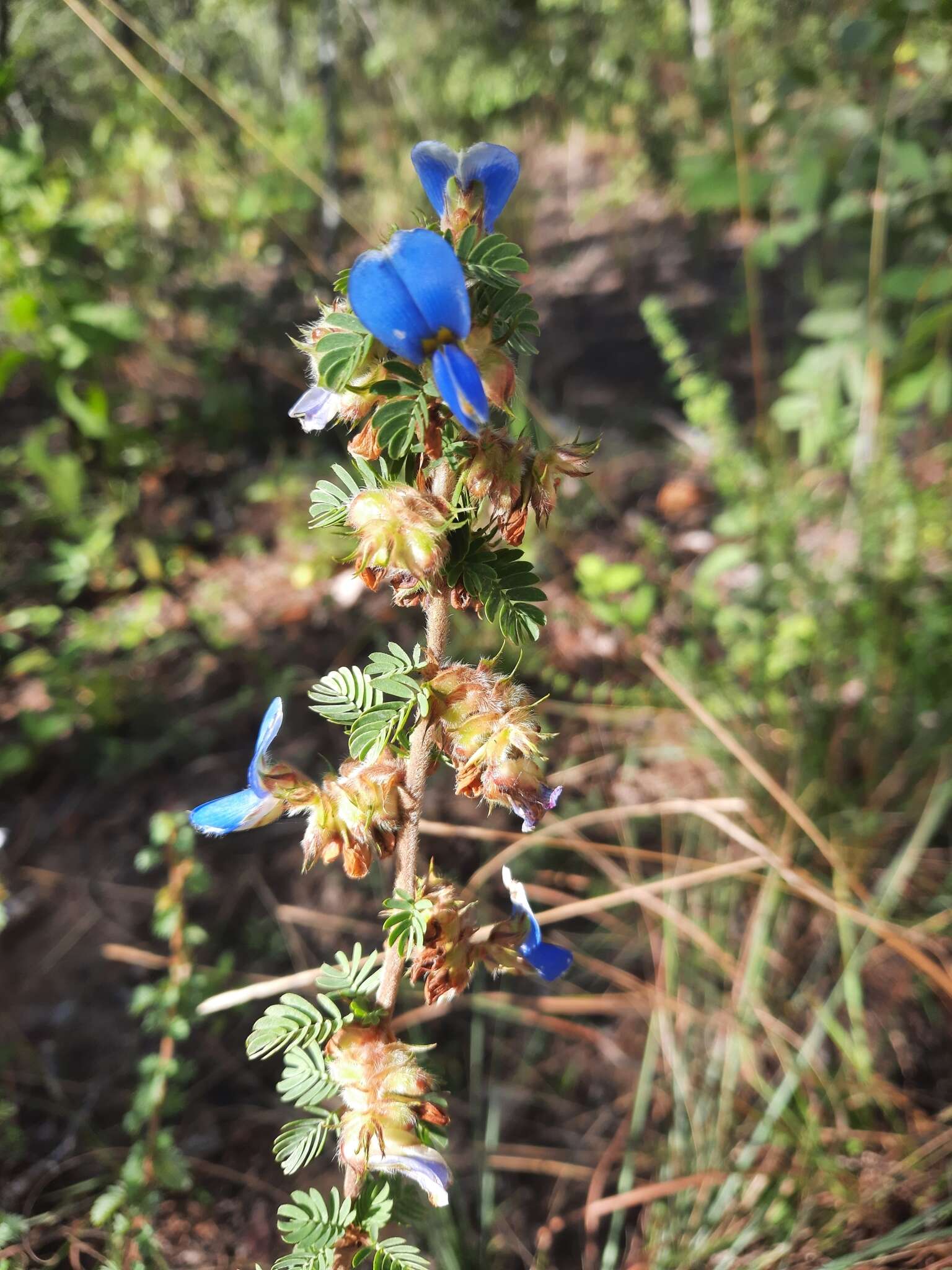 Image of Kotschya strigosa (Benth.) Dewit & P. A. Duvign.