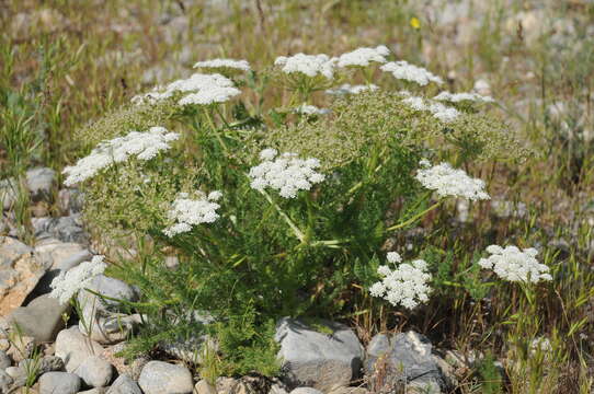 Image of Schrenkia golickeana (Regel & Schmalh.) B. Fedtsch.