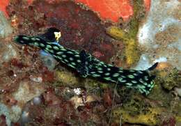 Image of Green spot black slug