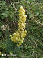 Imagem de Aconitum anthora L.