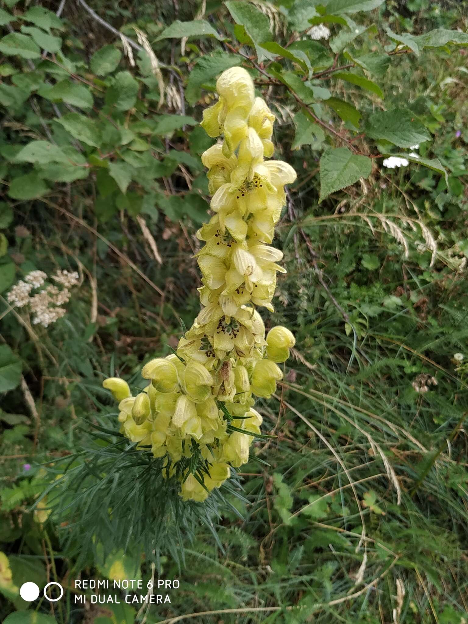 Aconitum anthora L.的圖片