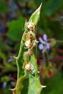 Image of Parasitic wasp