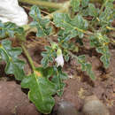 Image of Solanum euacanthum Phil.