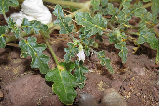 Image of Solanum euacanthum Phil.