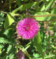 Imagem de Mimosa quadrivalvis var. platycarpa (A. Gray) Barneby