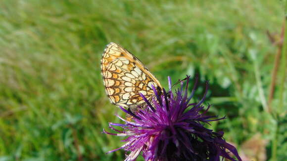 Image of Melitaea varia Meyer-Dür 1851