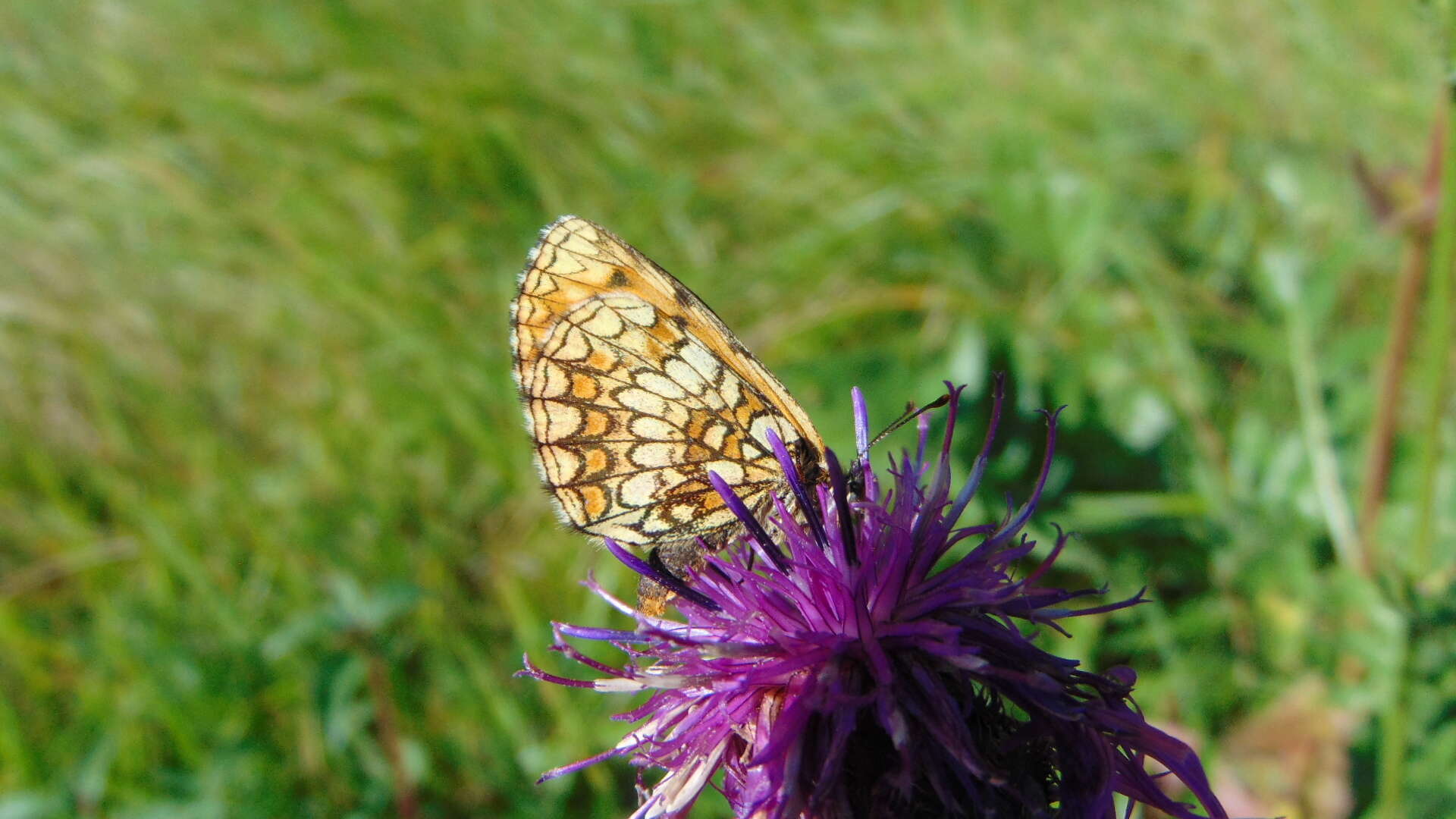 Imagem de Melitaea varia Meyer-Dür 1851