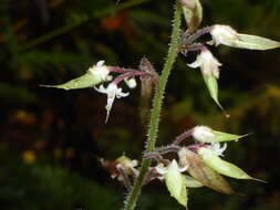 Image of threeleaf foamflower