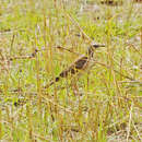 Image of Anthus leucophrys goodsoni Meinertzhagen & R 1920