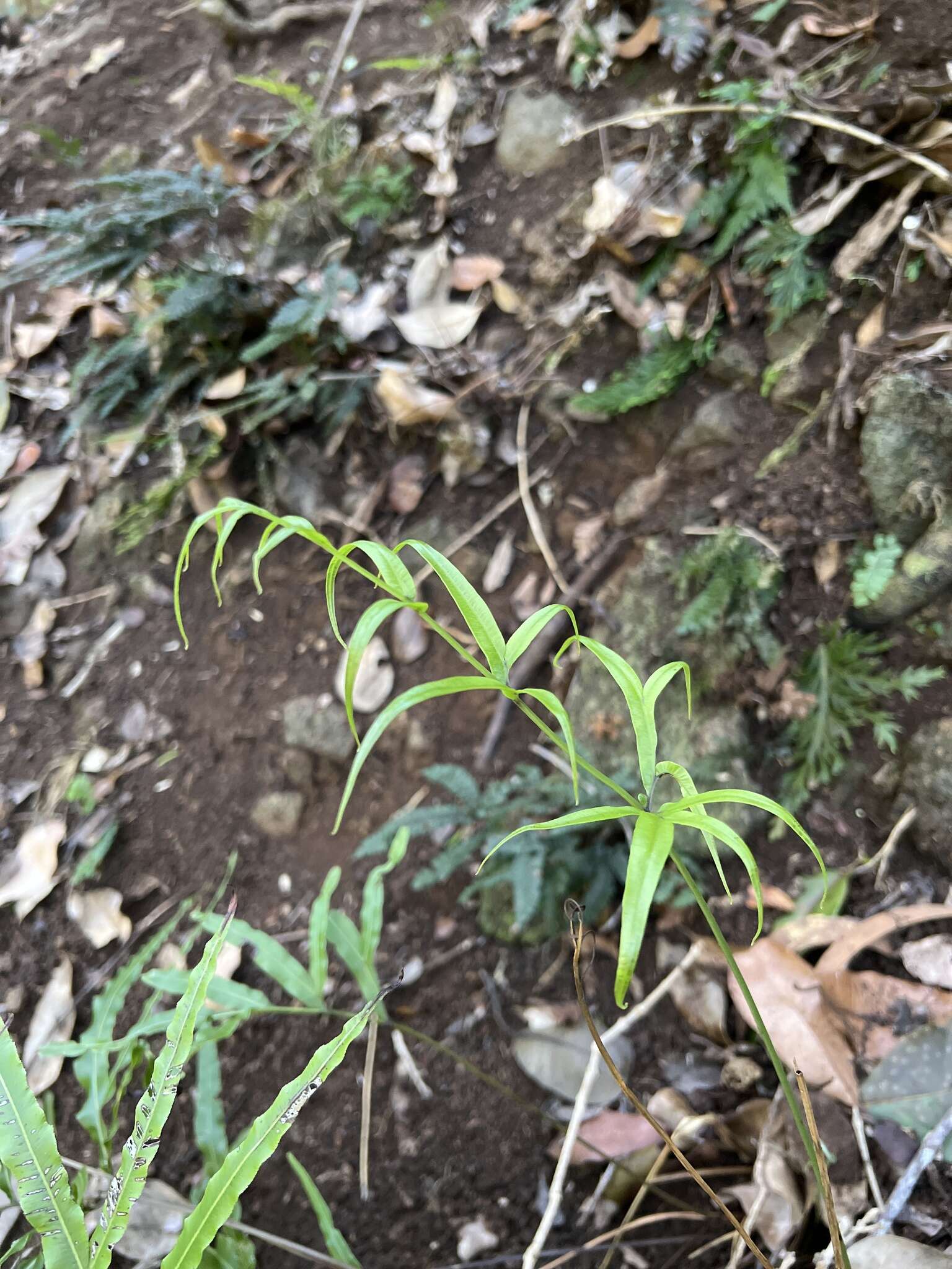 Sivun Pteris hillebrandii Copel. kuva