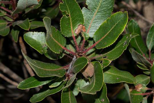 Imagem de Arbutus tessellata P. D. Sørensen